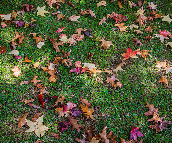 dried leaves in yard